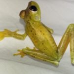 anura-frog