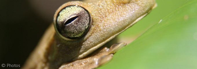 Frog Quepos Puntarenas Costa Rica