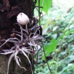 mushrooms-tree-bark