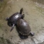 turtles