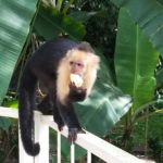 white-faced- capuchin-monkey