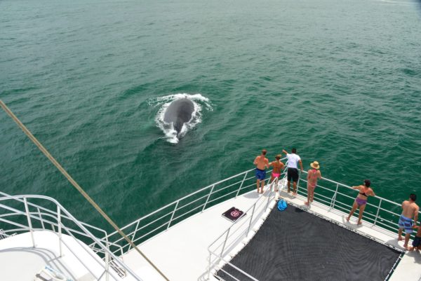 catamaran tour whale