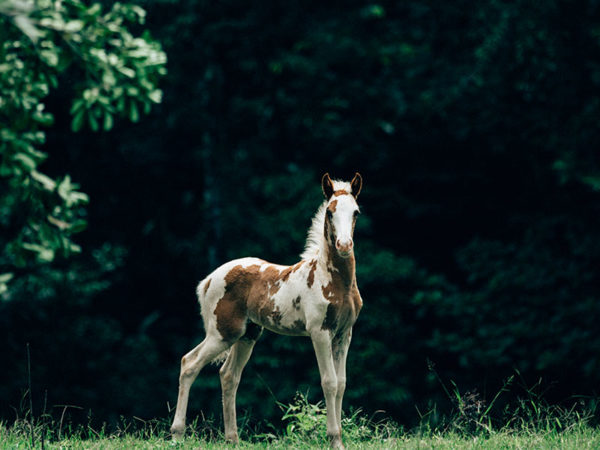 horse back riding tocori waterfall