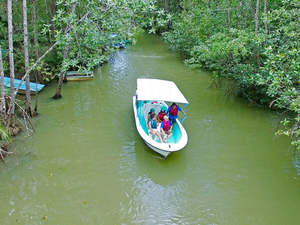 mangrove boat tour aerial view