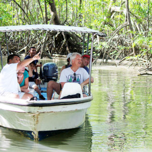 mangrove boat tour animal watching