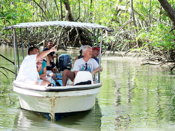 mangrove boat tour animal watching