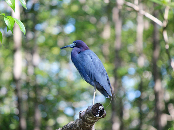 mangrove boat tour bird watching