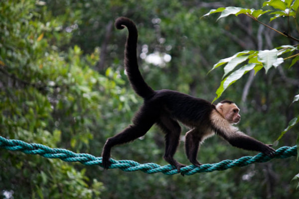 mangrove boat tour monkey