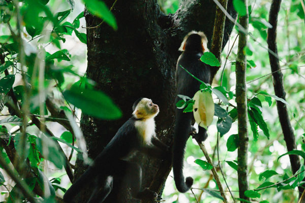 manuel antonio tour monkey